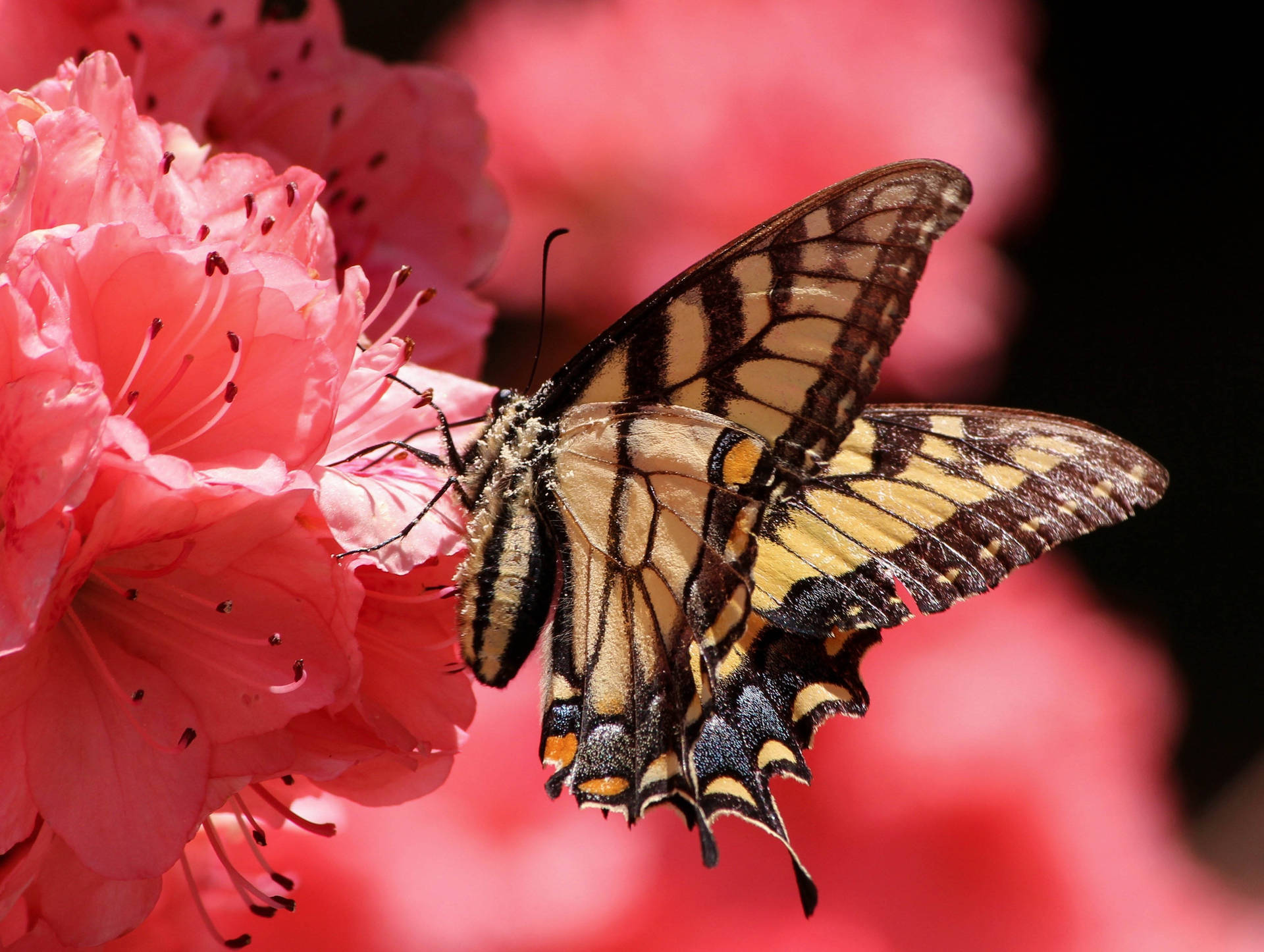 Butterfly On Pink Blossoms