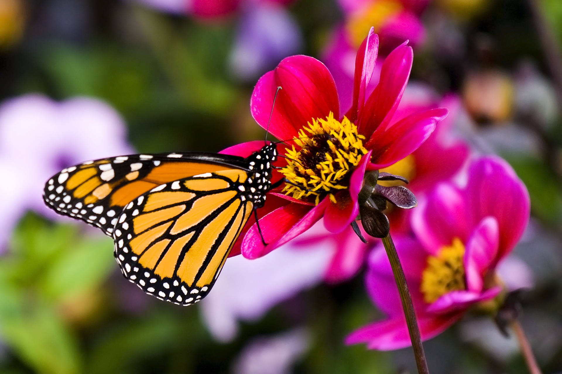 Butterfly On Pink Dahlia Skyfall Flower Background