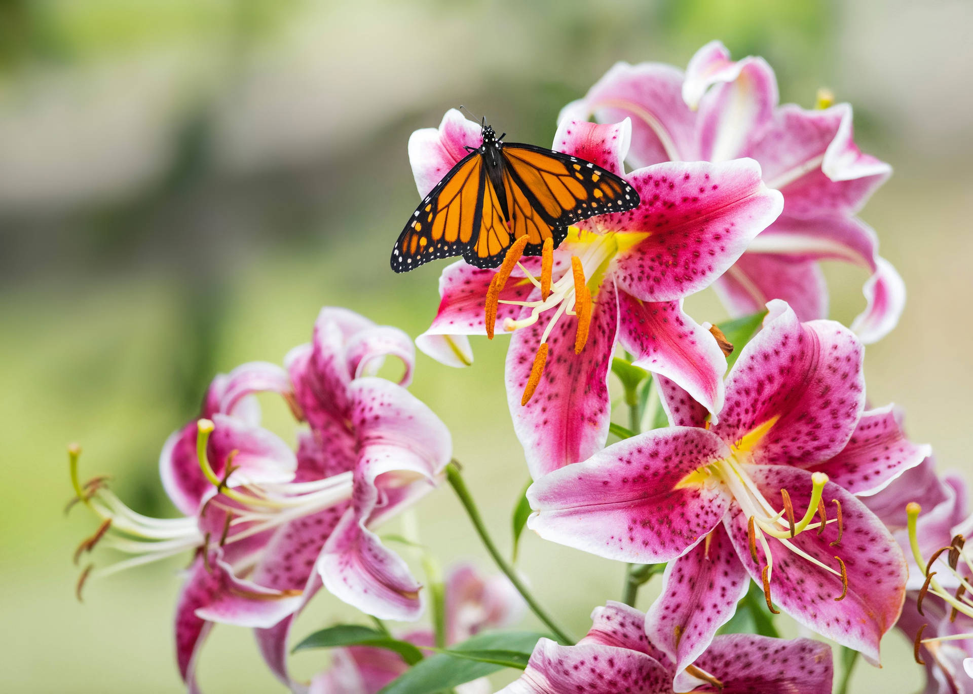 Butterfly On Pink Lily Blooms