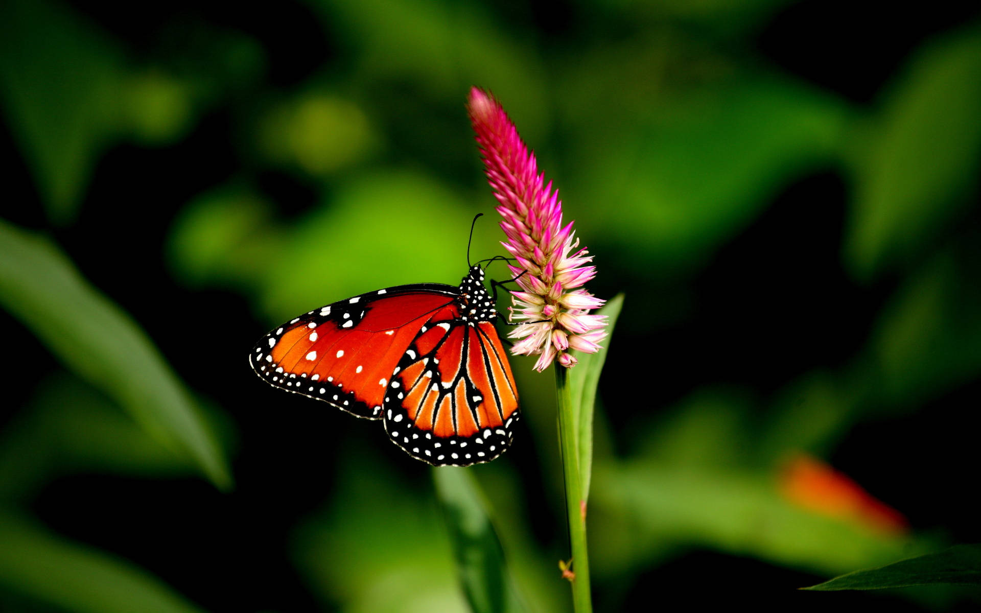 Butterfly On Pink-plumed Cocksomb Flower Background