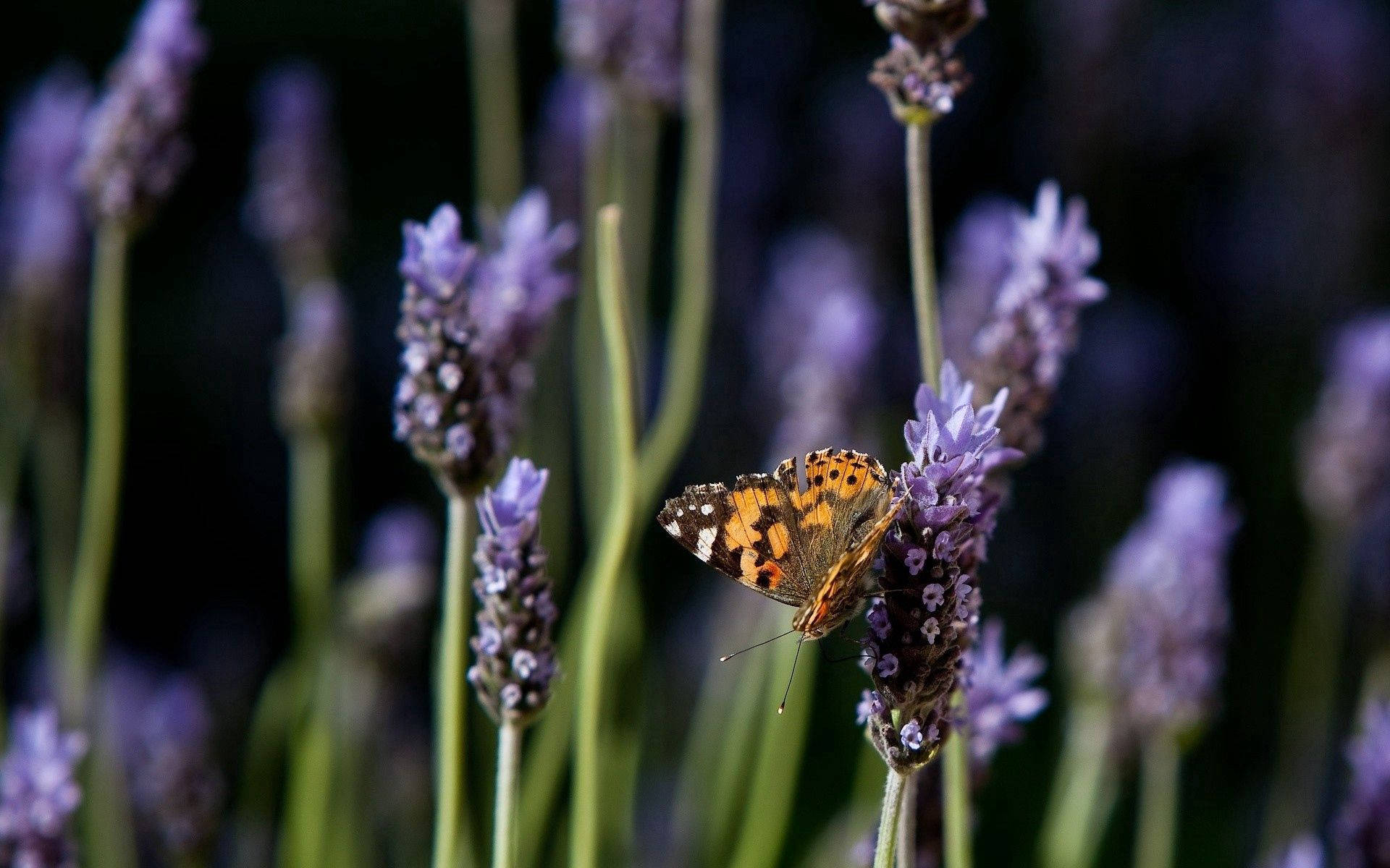 Butterfly On Purple Flower Background