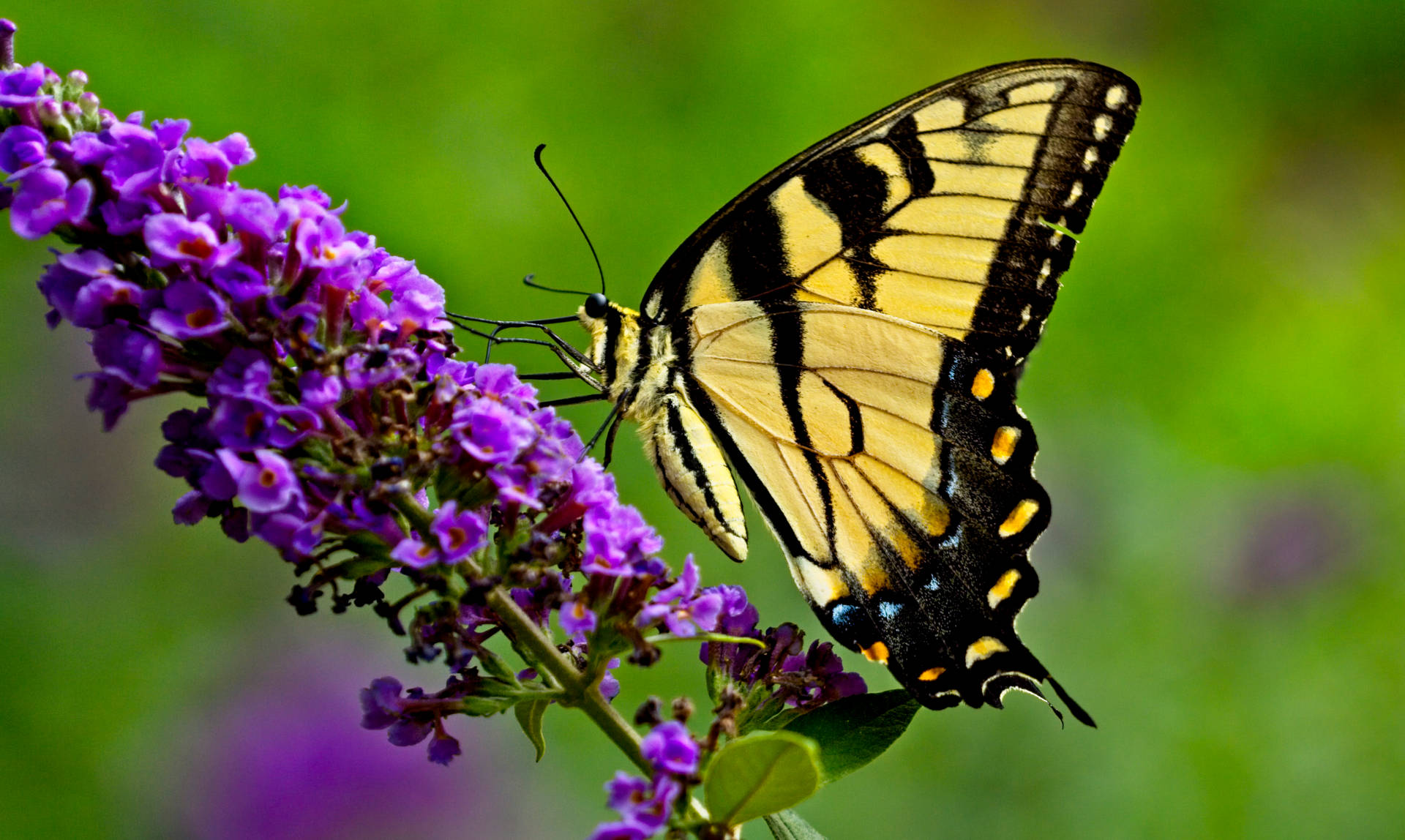 Butterfly On Purple Flowers Background