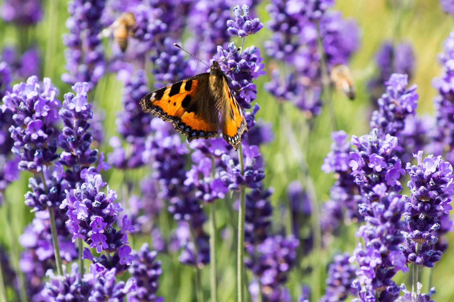 Butterfly On Purple Lavender Background