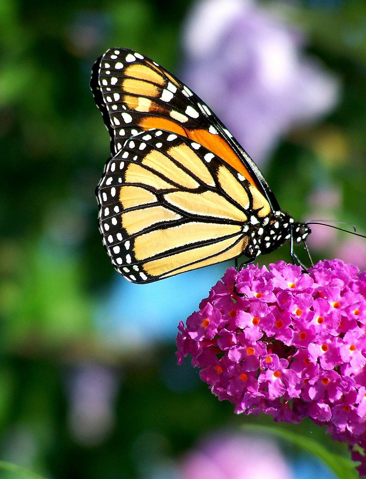 Butterfly On Summer Lilac Flower Background