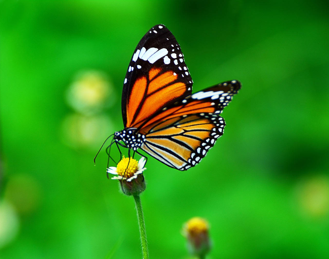 Butterfly On Tiny Tridax Daisy Flower Background