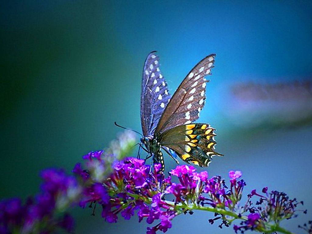 Butterfly On Violet Flowers Background