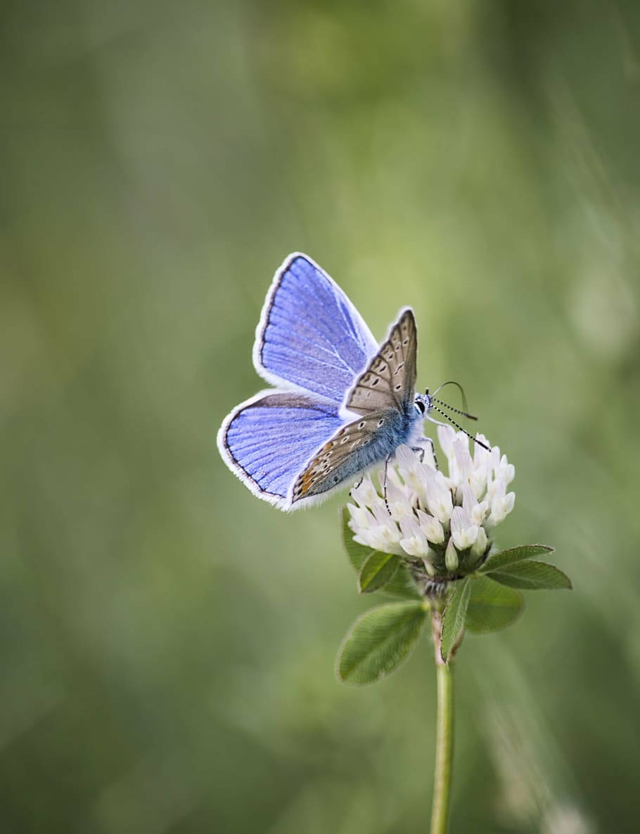 Butterfly On White Clover Flower Background