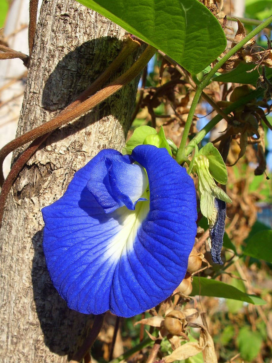 Butterfly Pea Blue Flower Iphone