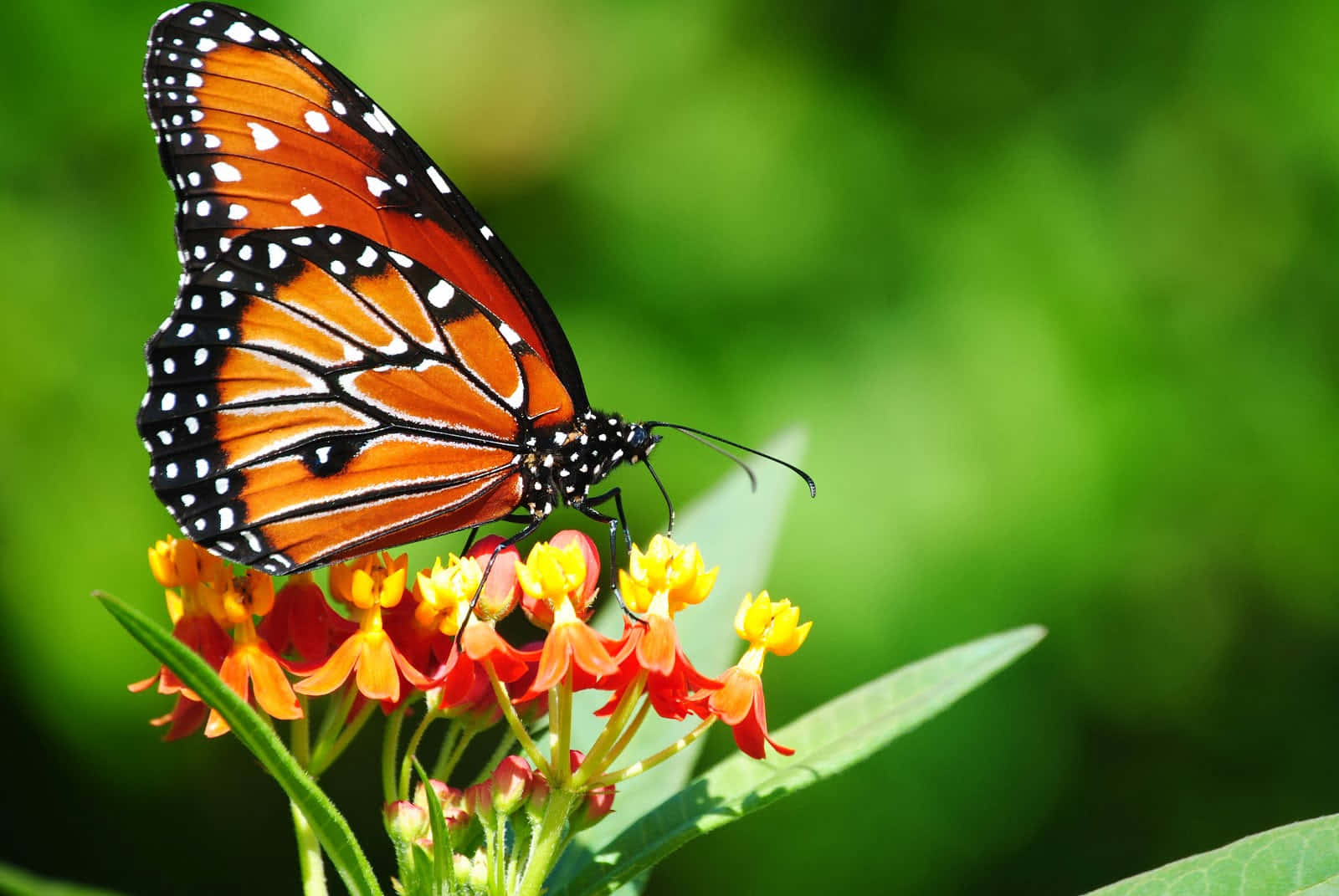 Butterfly Perched On A Flower Desktop