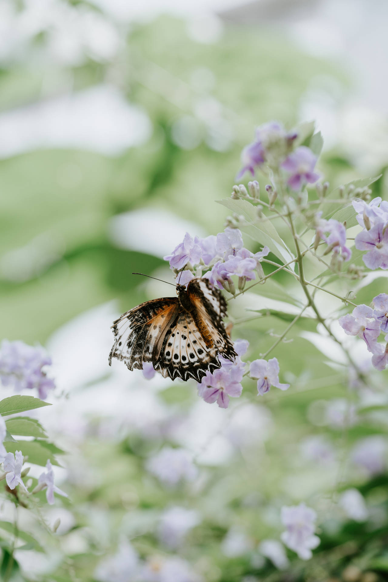 Butterfly Perched On Purple Lilac Flower