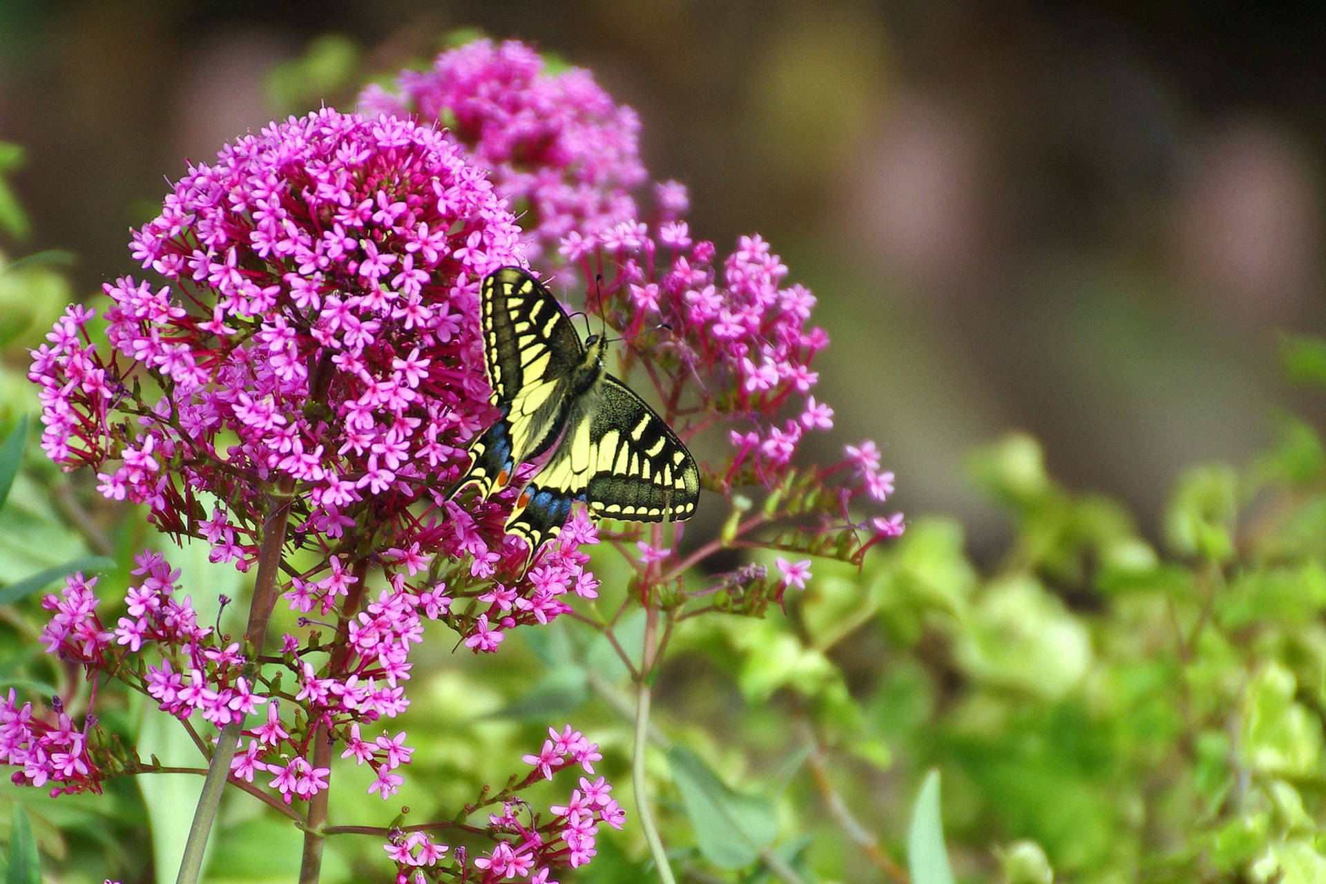 Butterfly Perched Taken Blumen Photographyy Background