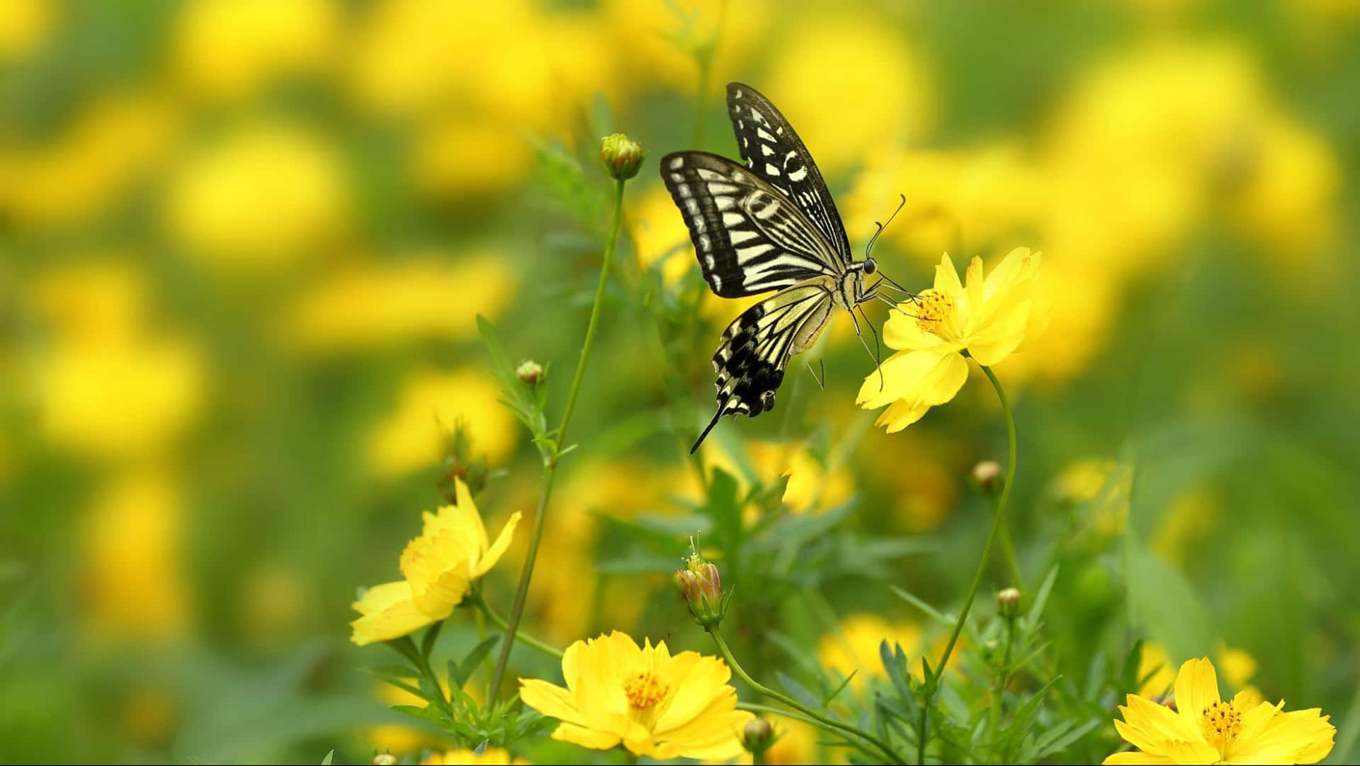 Butterfly Shallow Photography Background