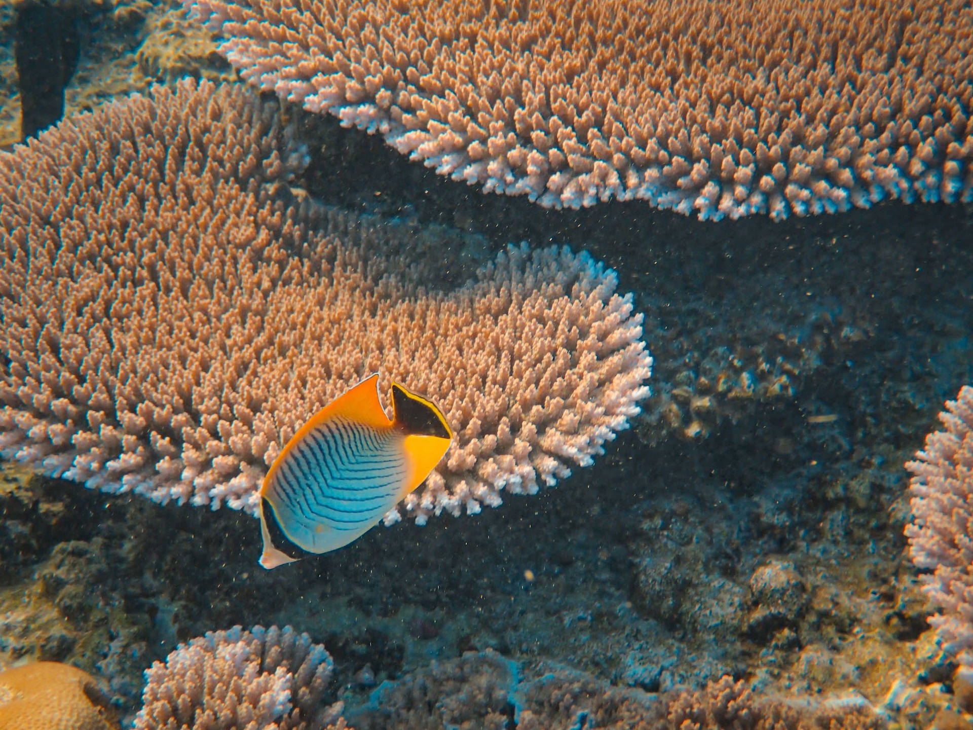 Butterflyfish Coral