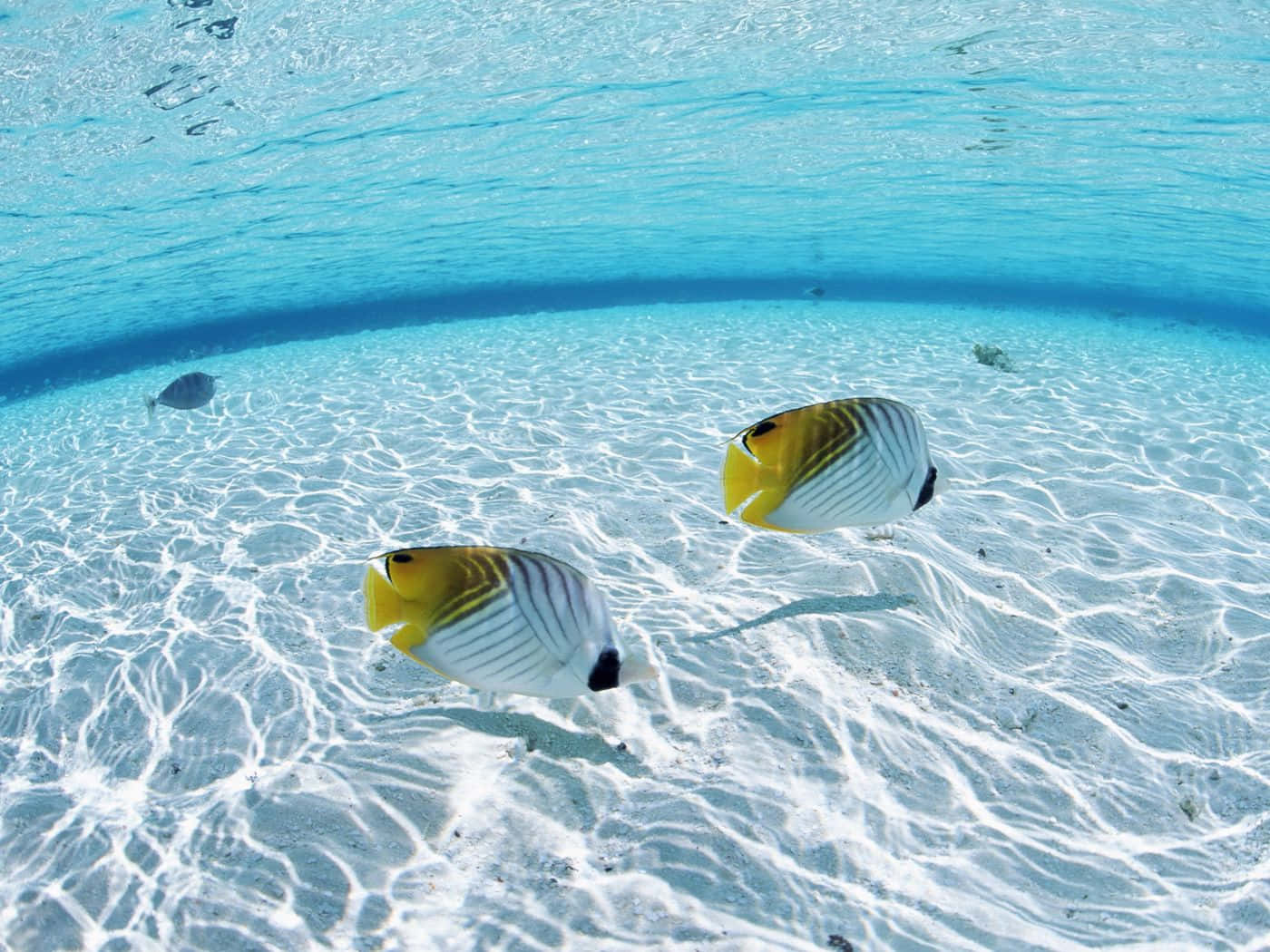 Butterflyfish On Shallow Water