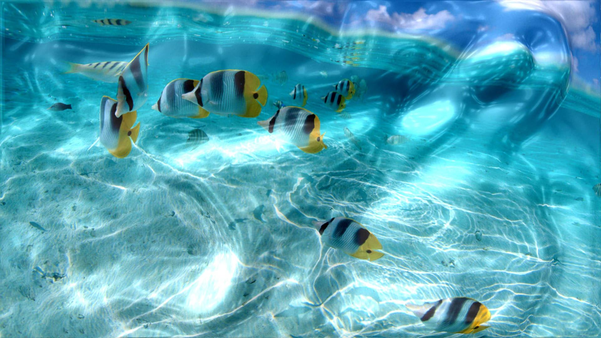 Butterflyfish School Underwater Screen Saver