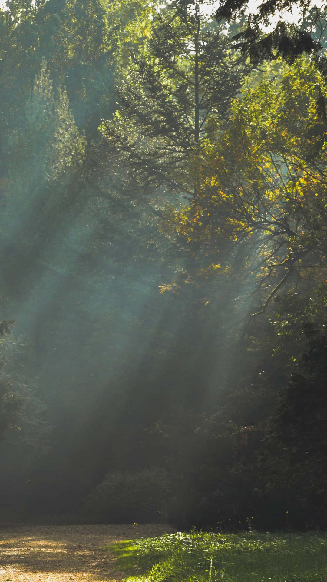 Buy The New Trees Iphone Now! Background