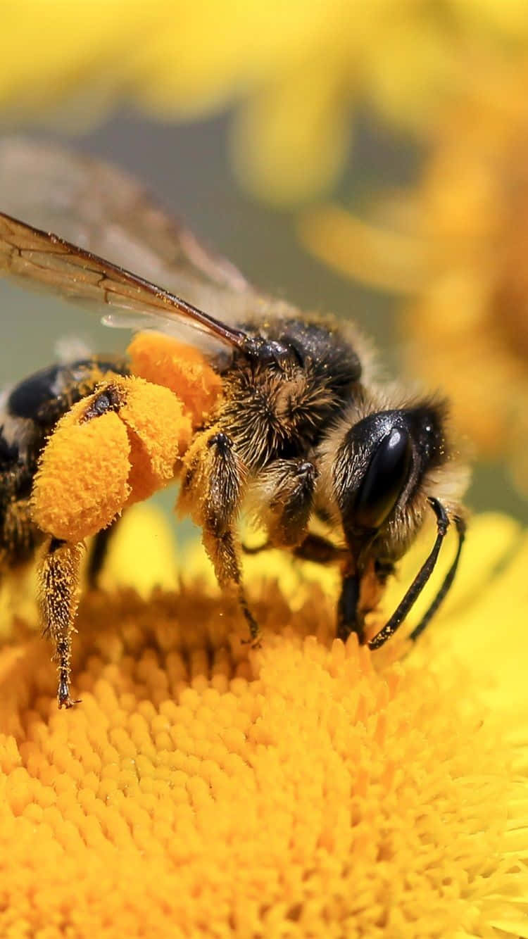 Buzzing Life On Apple: A Detailed Close-up Shot Of A Bee On An Apple Logo Of An Iphone. Background