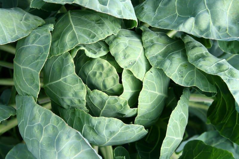 Cabbage Close Up Background