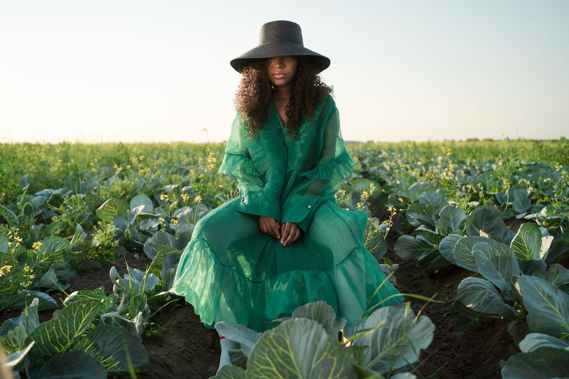 Cabbage Field Background