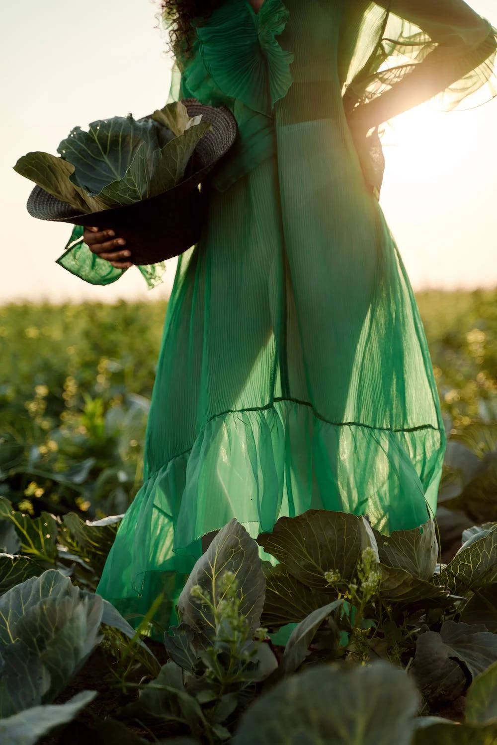 Cabbage Green Dress Background