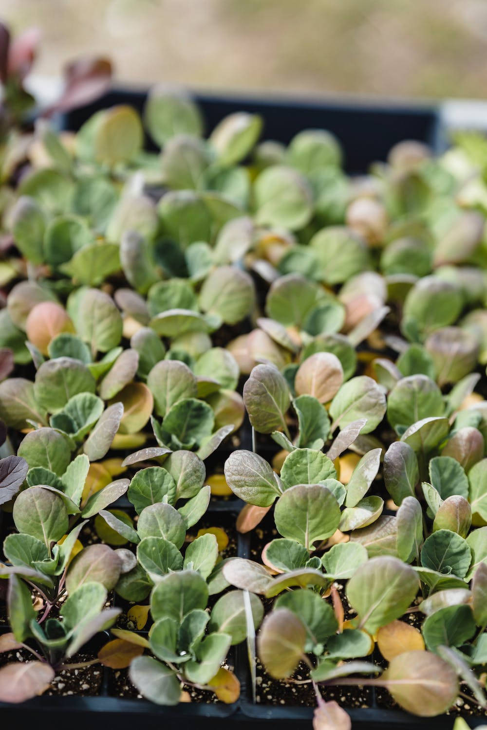 Cabbage Sprouts Background