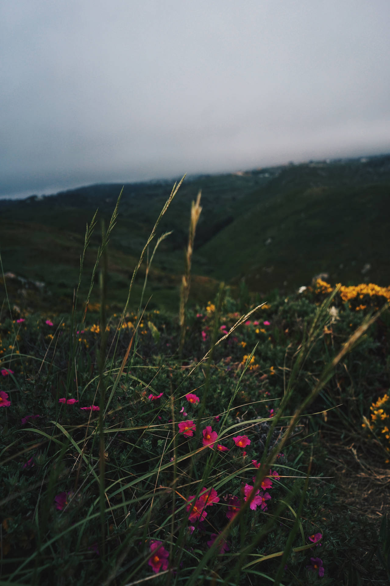 Cabo Verde Flowers On Mountain Background