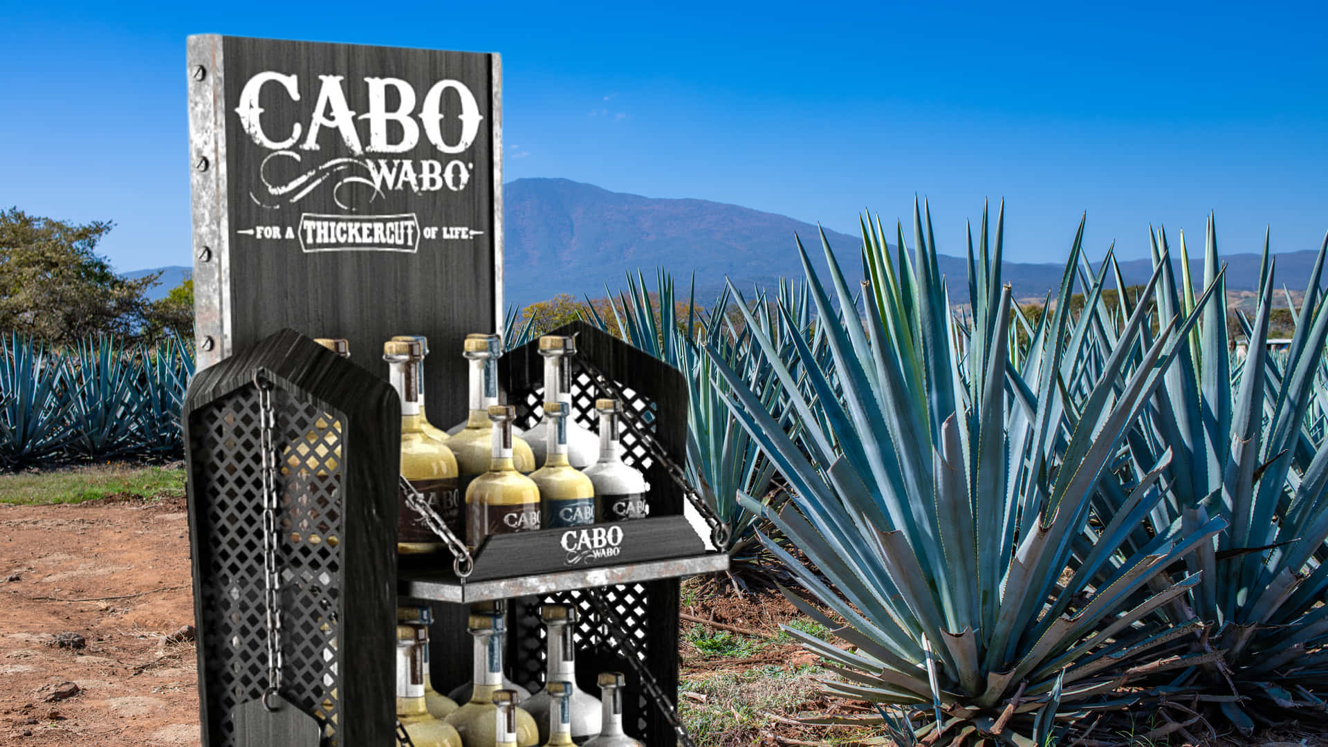Cabo Wabo Tequila Display Agave Field Background