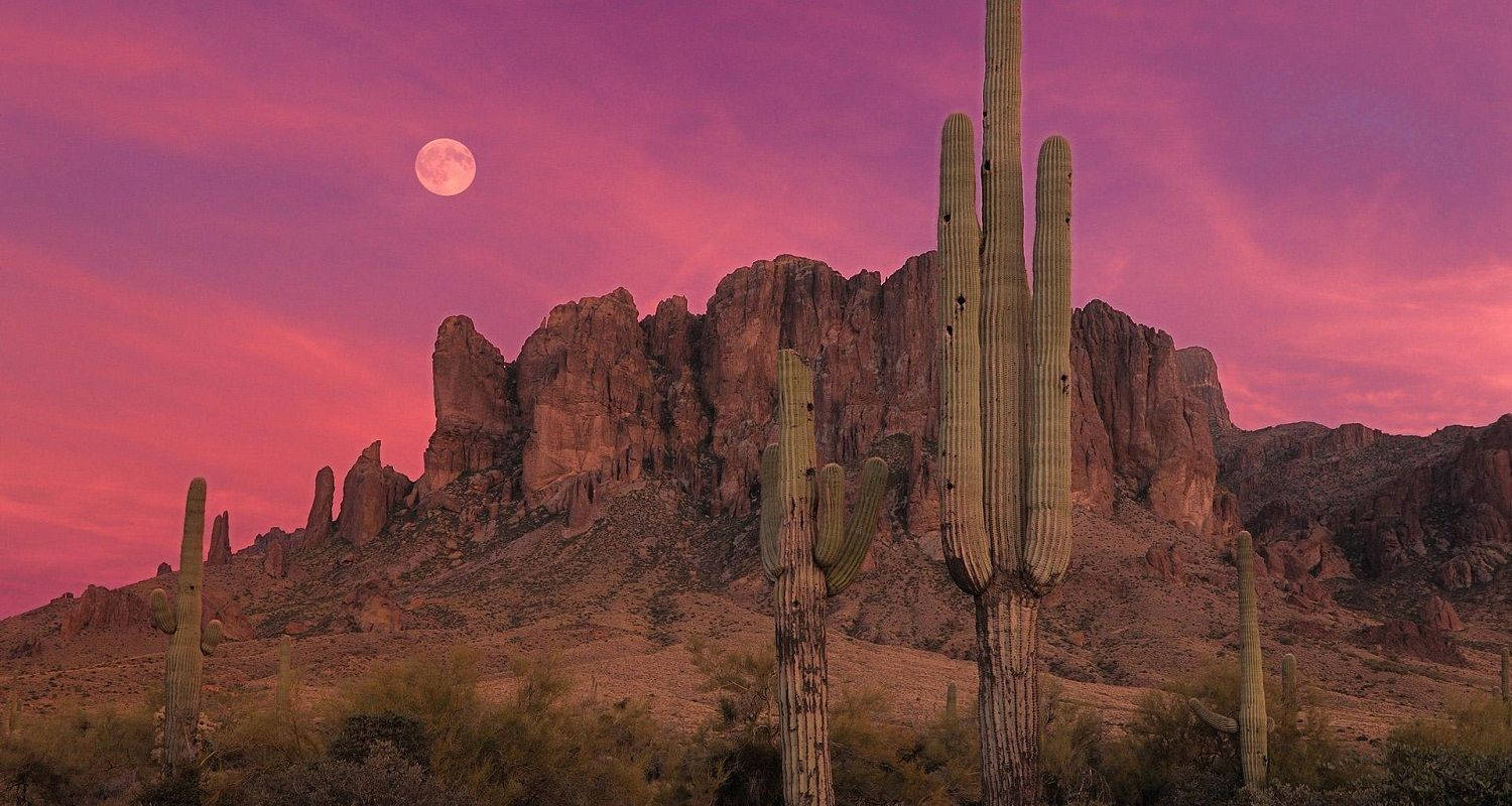 Cactus And Pink Sky Arizona Desert
