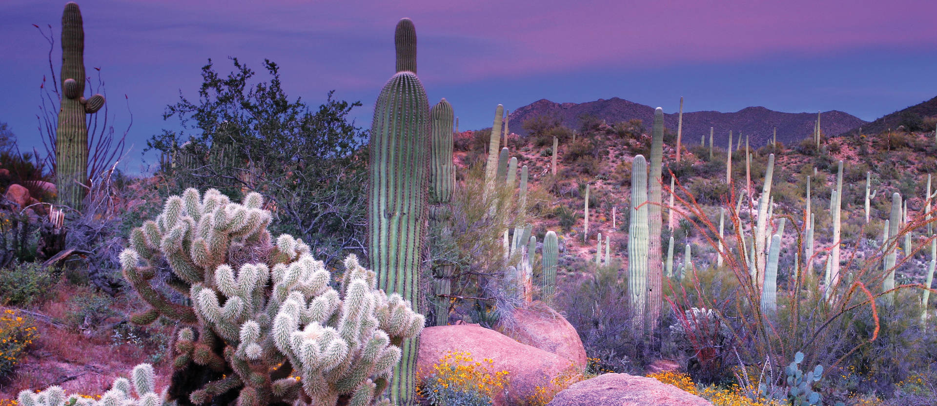 Cactus And Purple Sky Arizona Desert Background