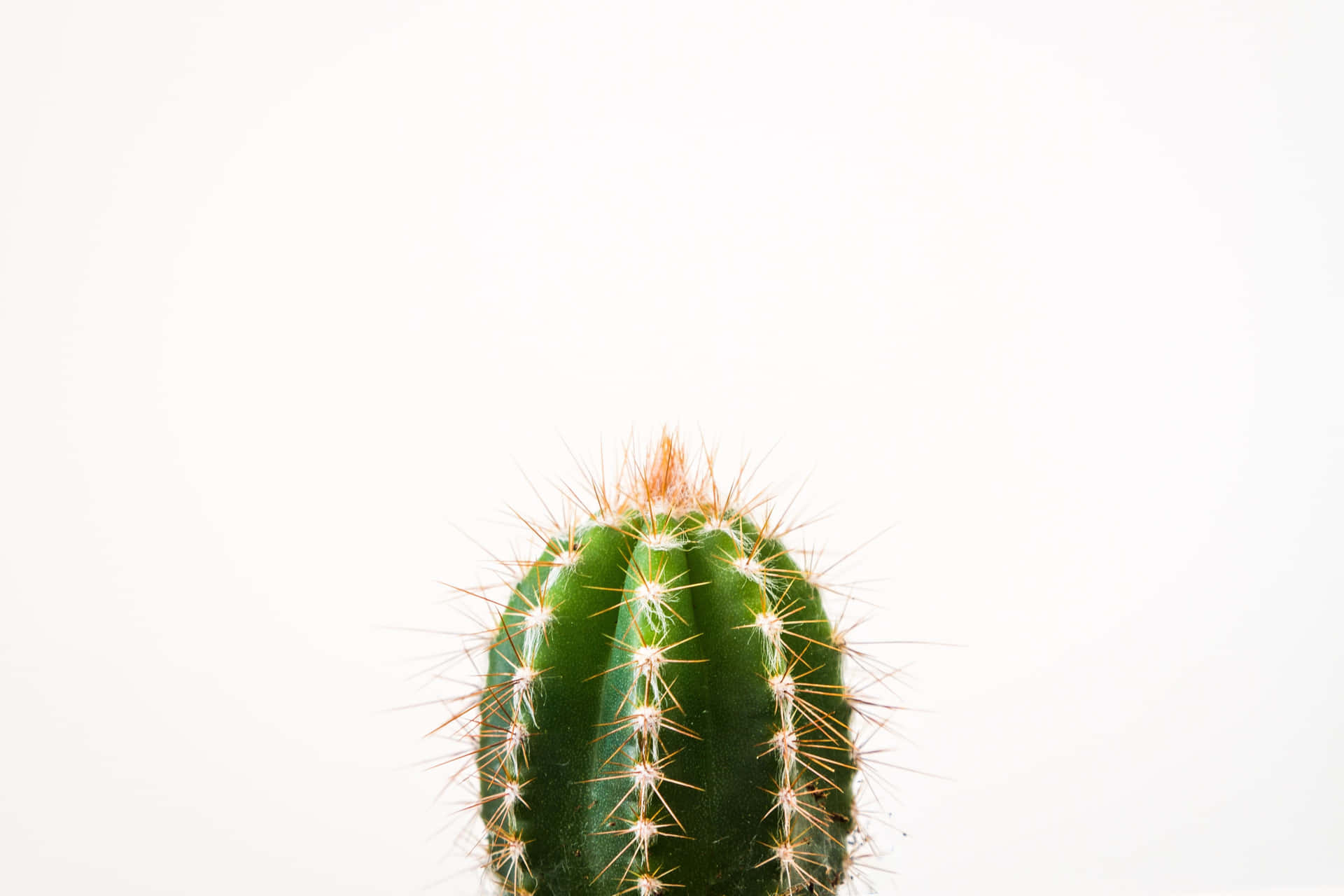 Cactus Closeup Minimalist Plant Desktop Background