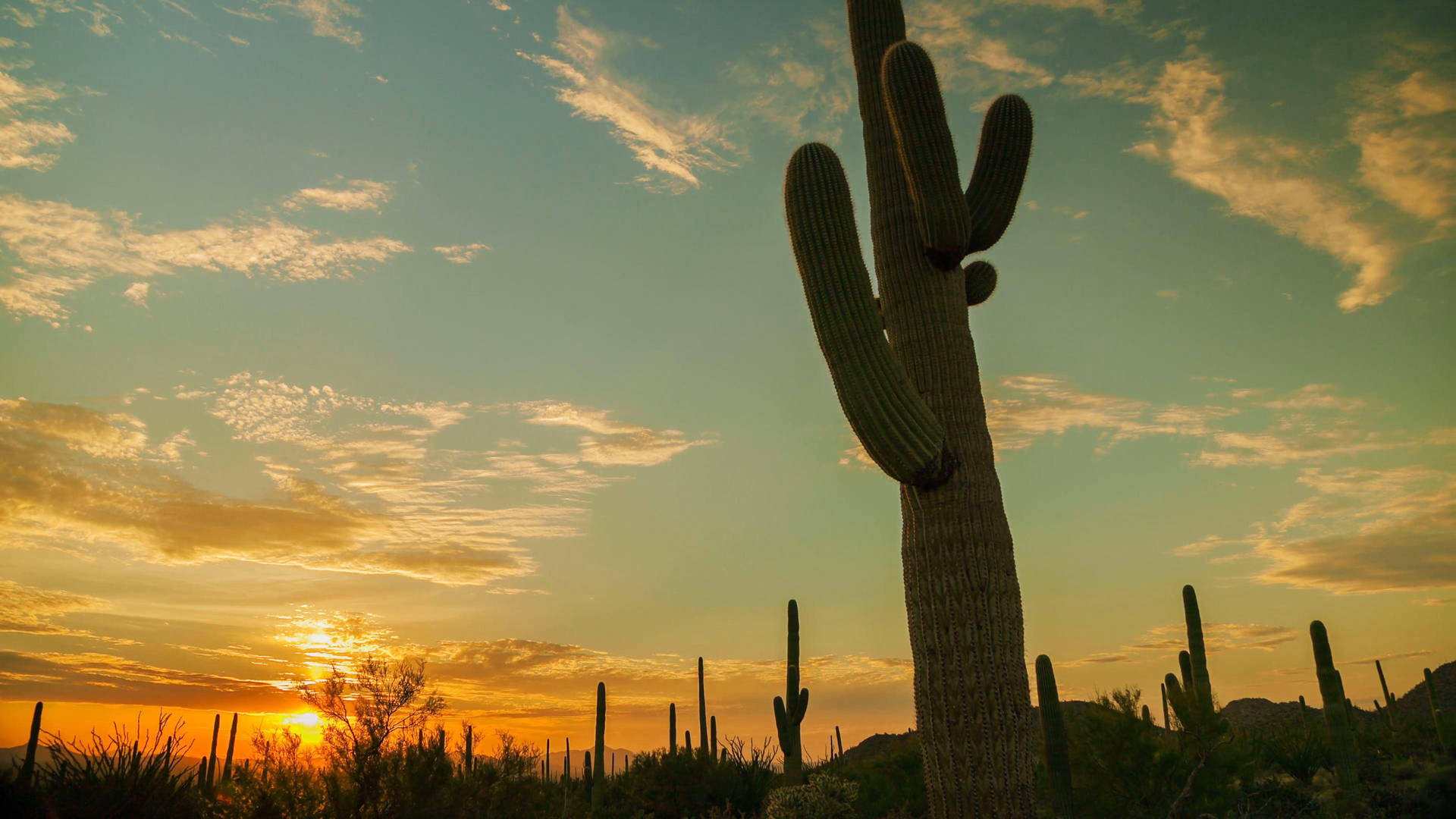Cactus Desert Sunset Background