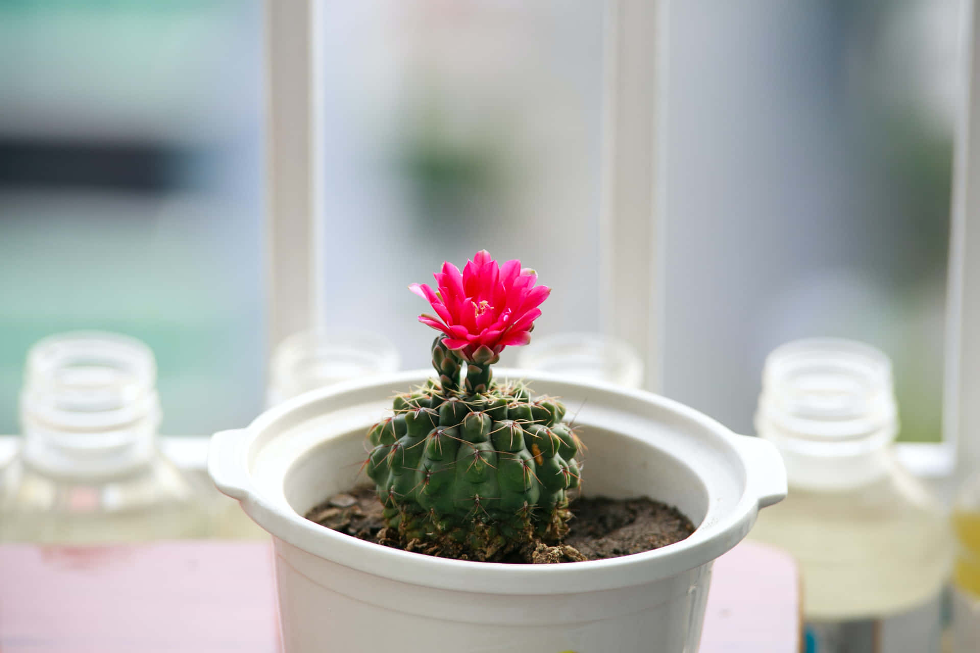 Cactus Flower In White Pot