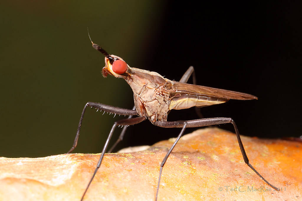 Cactus Fly Background