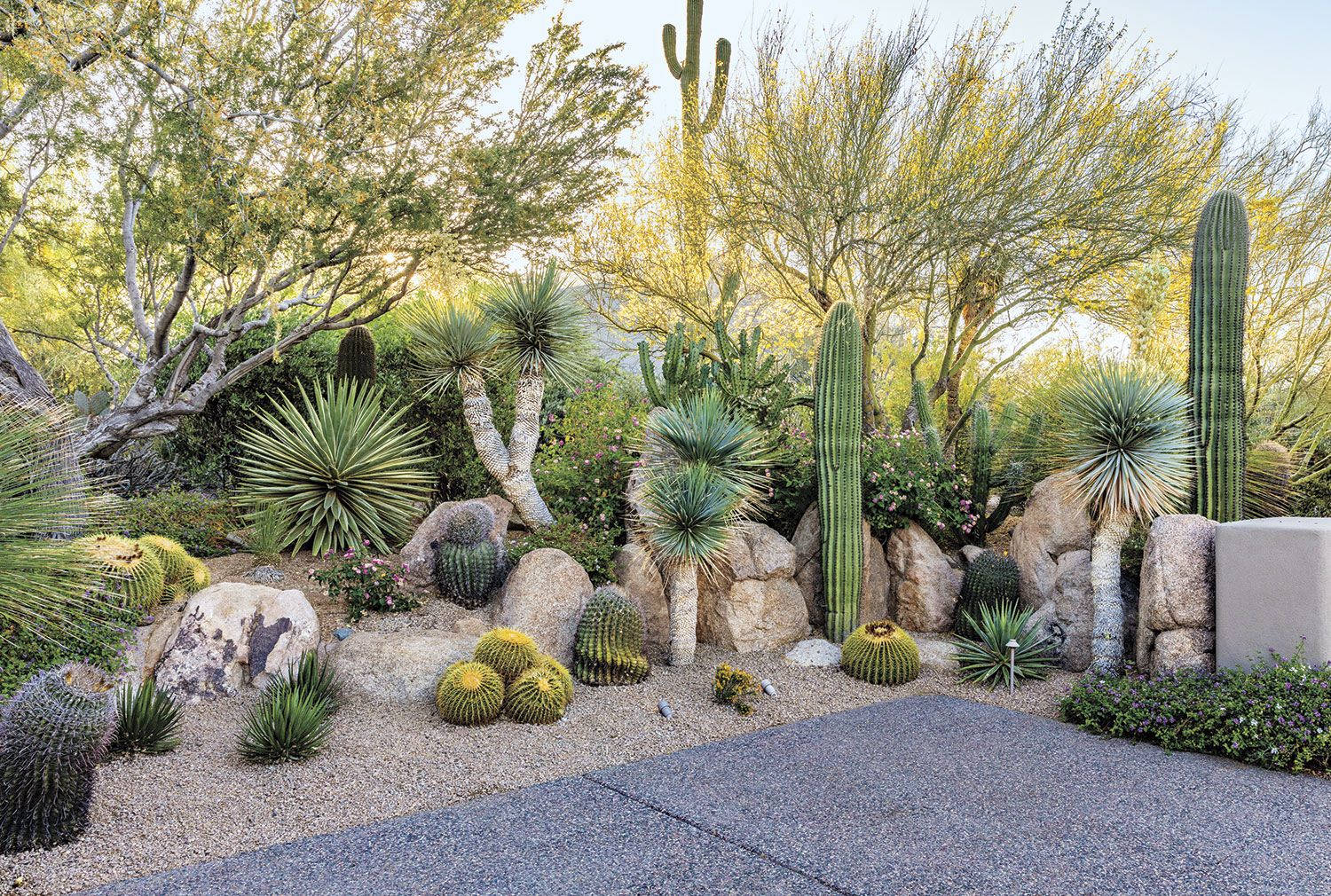 Cactus Garden In Arizona Desert Background