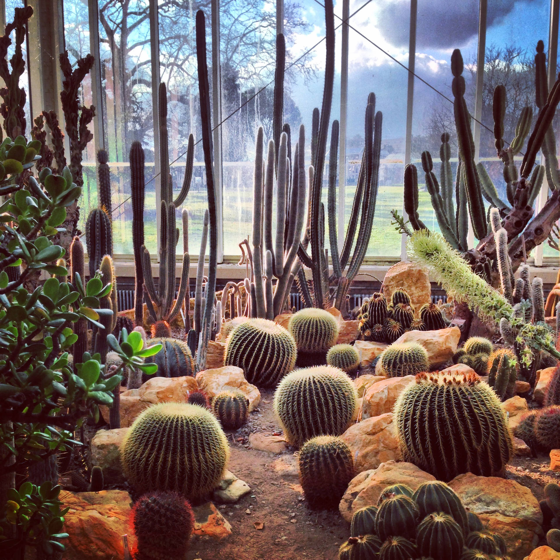 Cactus Garden Background