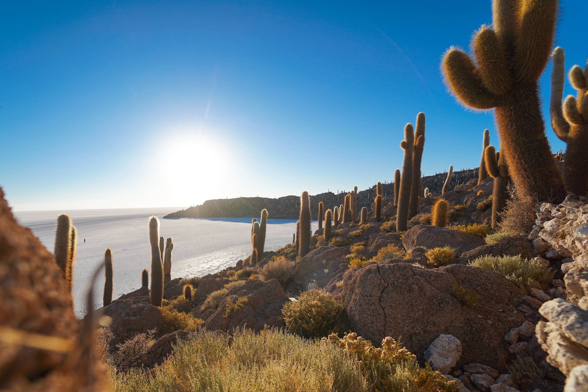 Cactus In The Desert In Chile Background