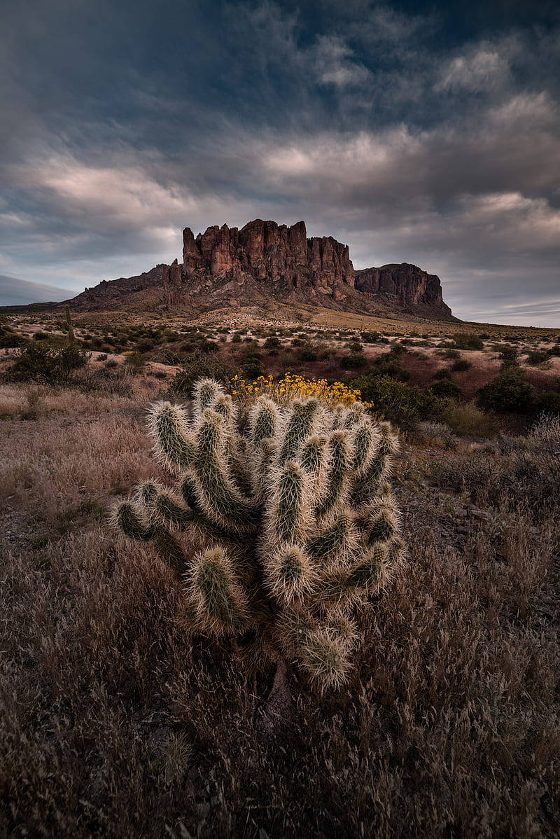 Cactus In The Desert Of Arizona Background