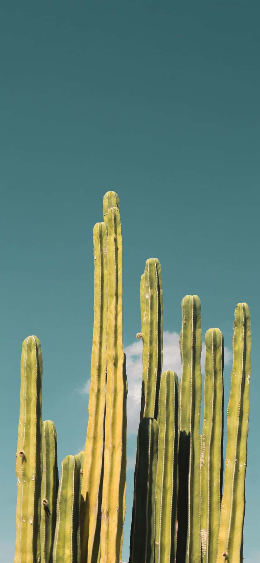 Cactus Iphone Blue Sky Background