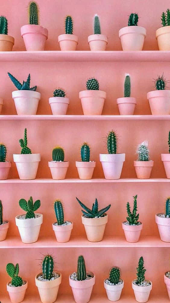 Cactus Iphone Pink Pots Background