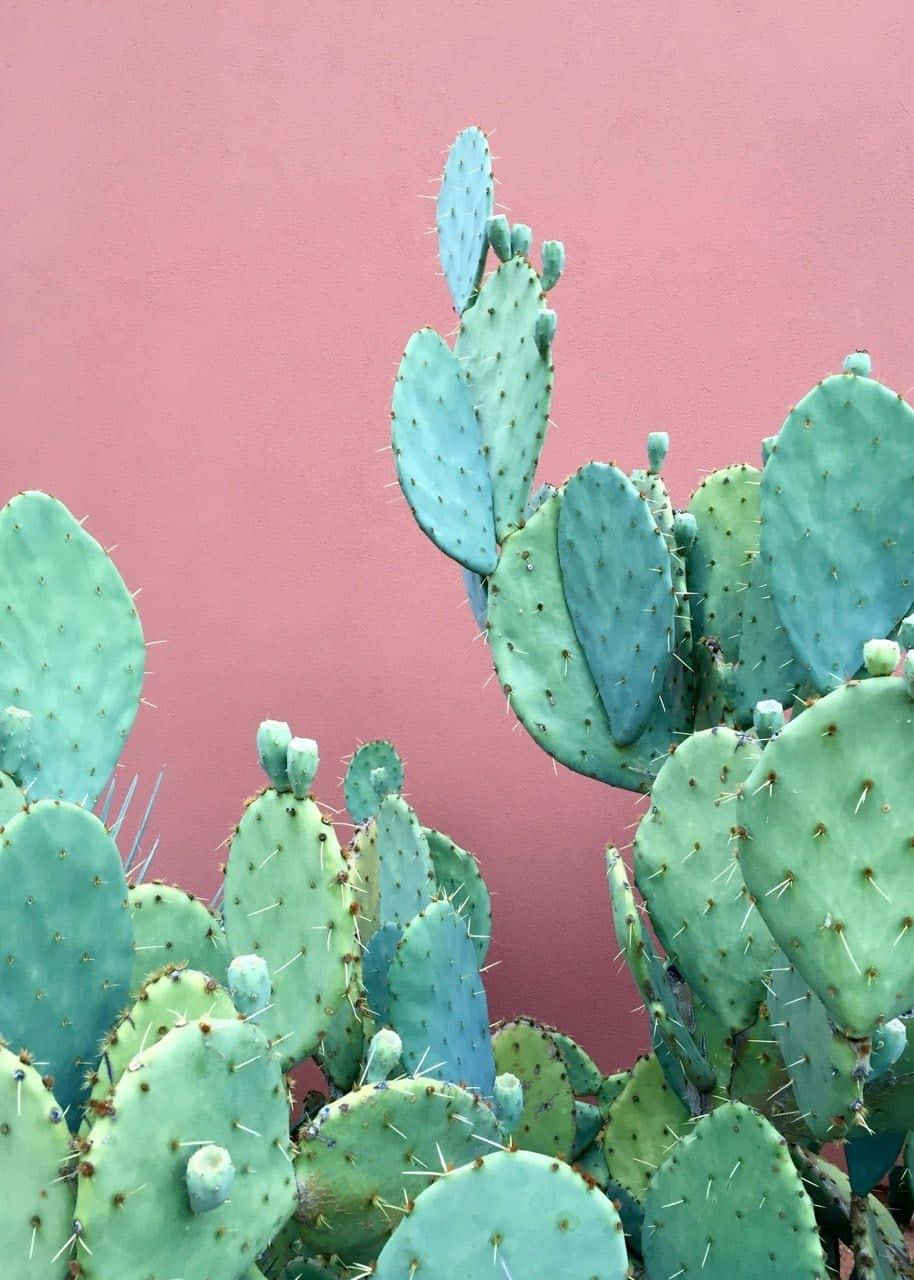 Cactus Iphone Pink Wall Background