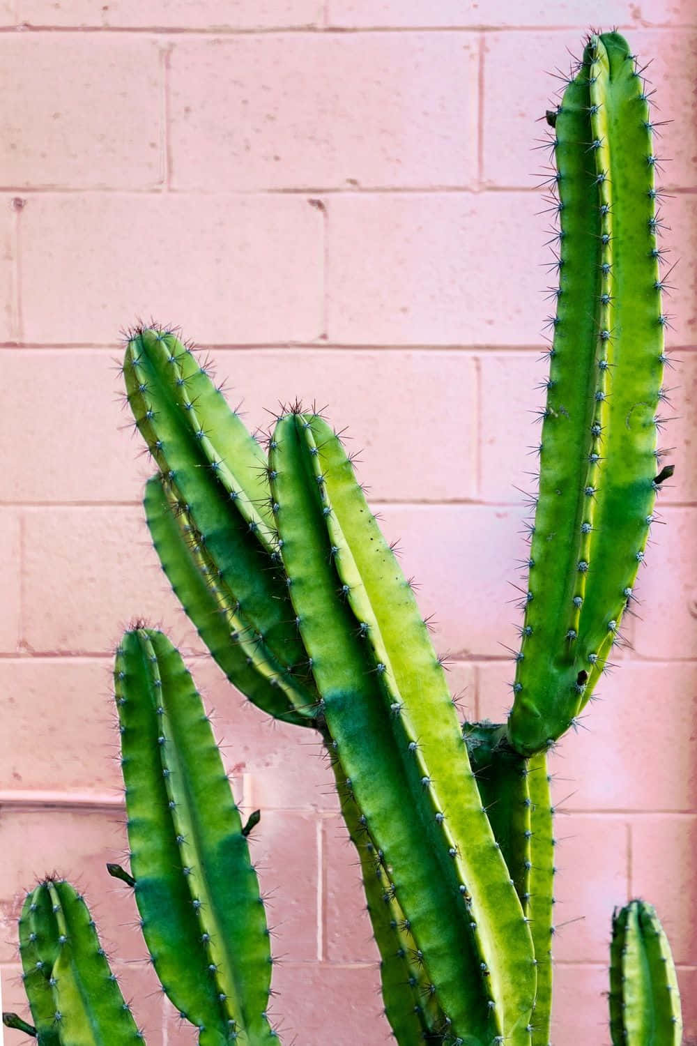 Cactus Iphone – The Coolest, Hottest Way To Stay Connected Background