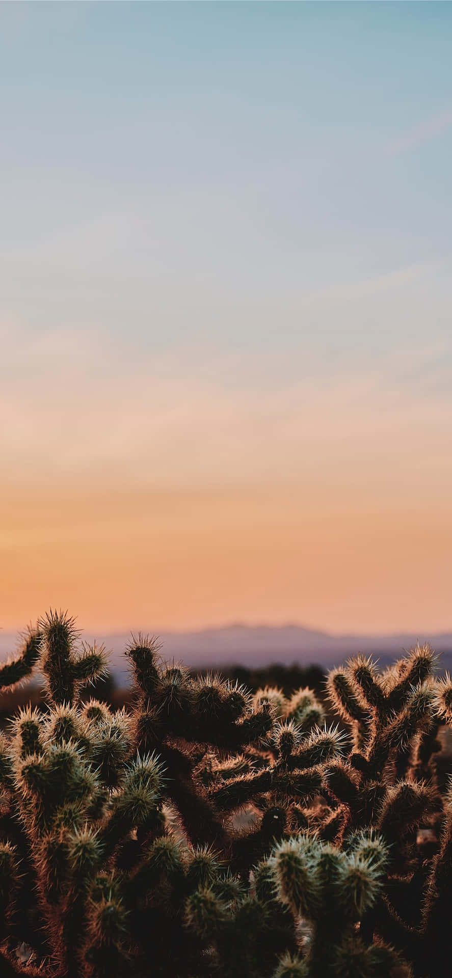 Cactus Of A Desert Iphone Background