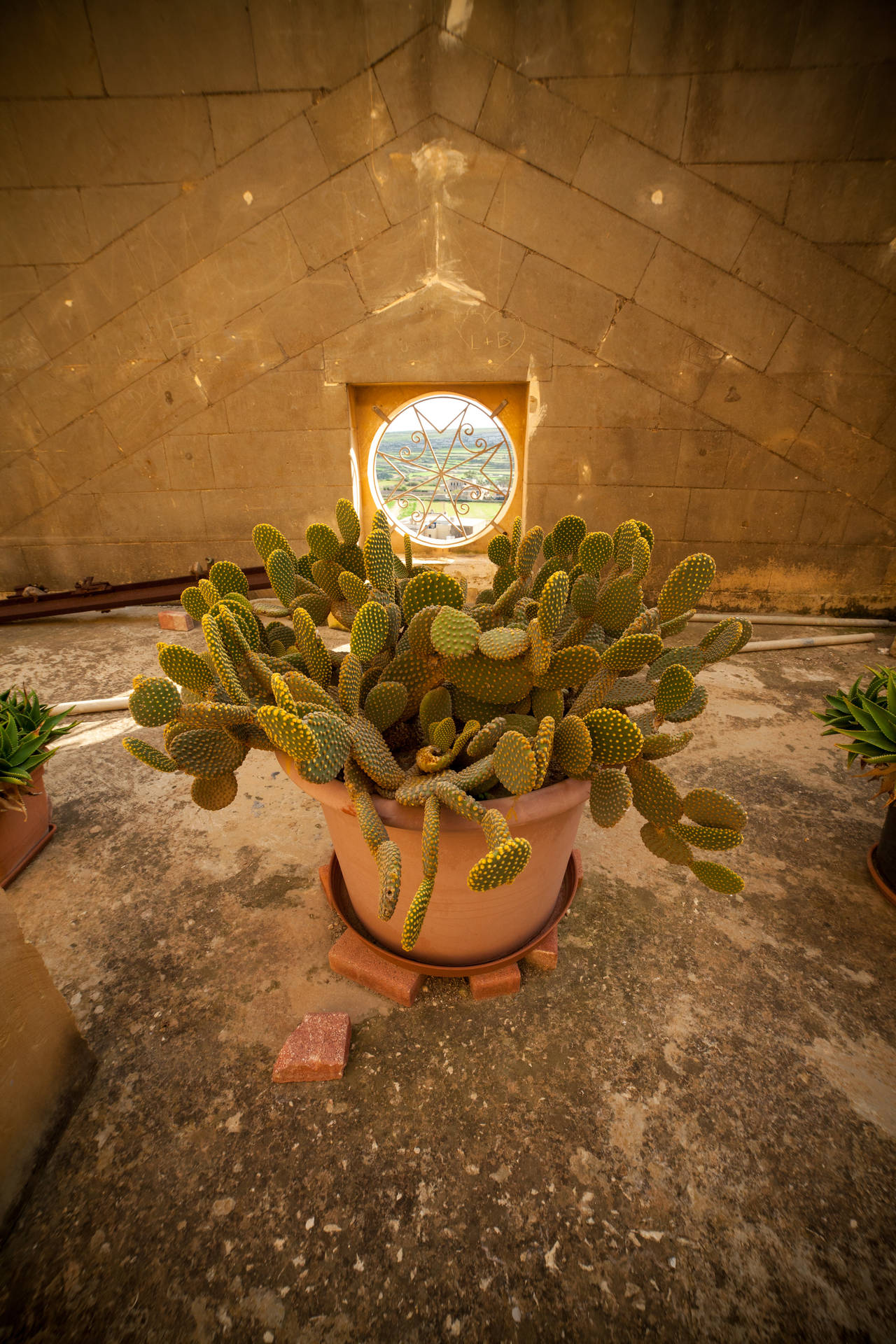 Cactus On Pot Malta Background