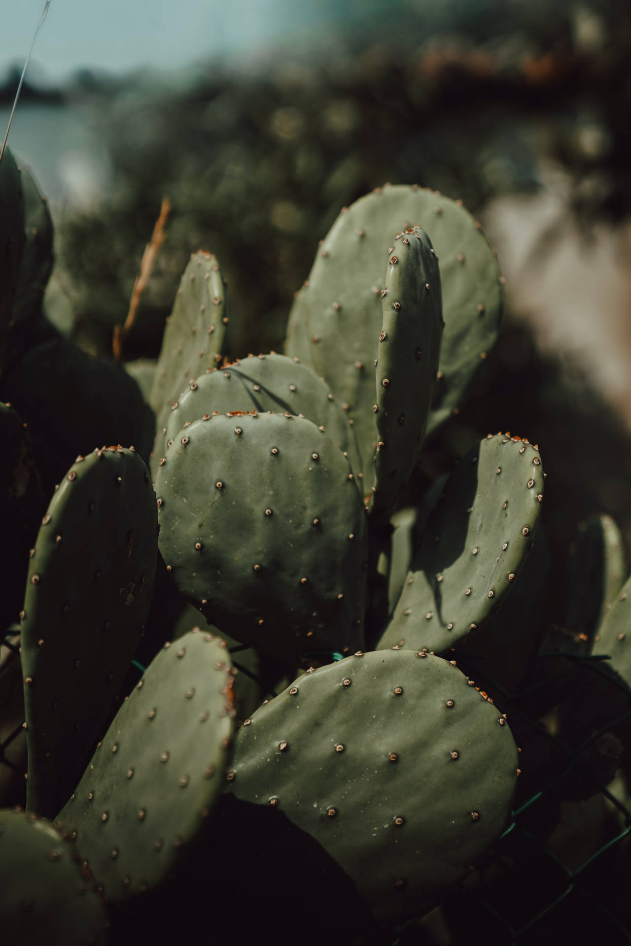 Cactus Plant Aesthetic Background
