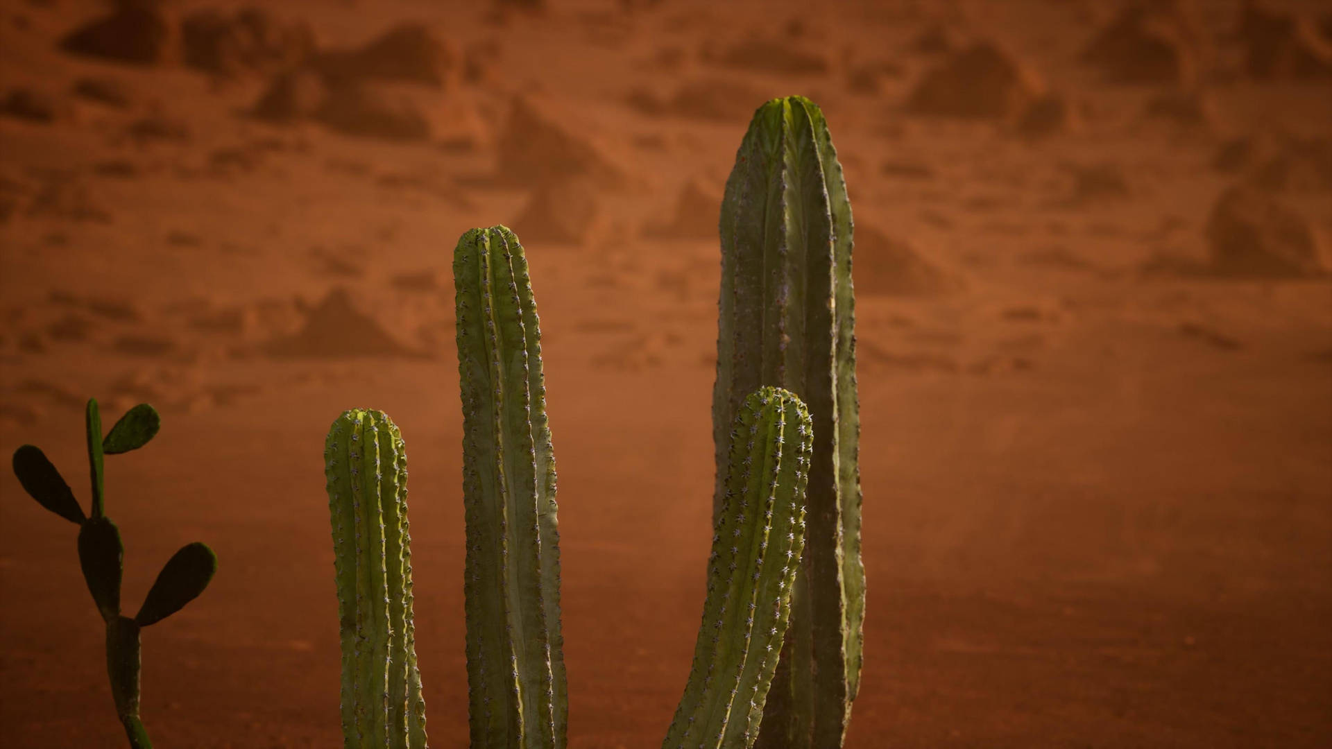 Cactus Plant In Arizona Desert Background