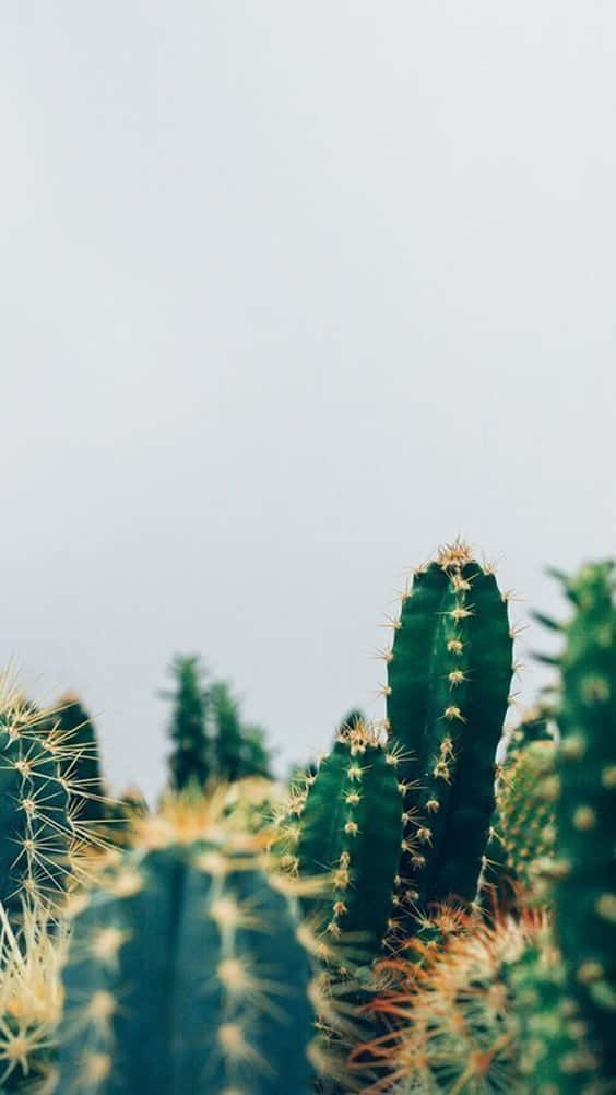 Cactus Plants Against A Cloudy Sky Background