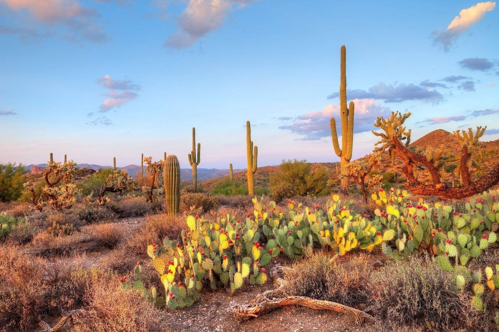 Cactus Plants Arizona Desert Background