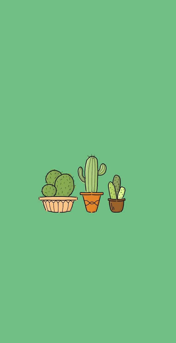 Cactus Plants In A Pot On A Green Background Background