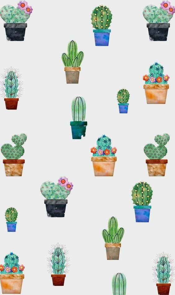 Cactus Plants In Pots On A White Background Background