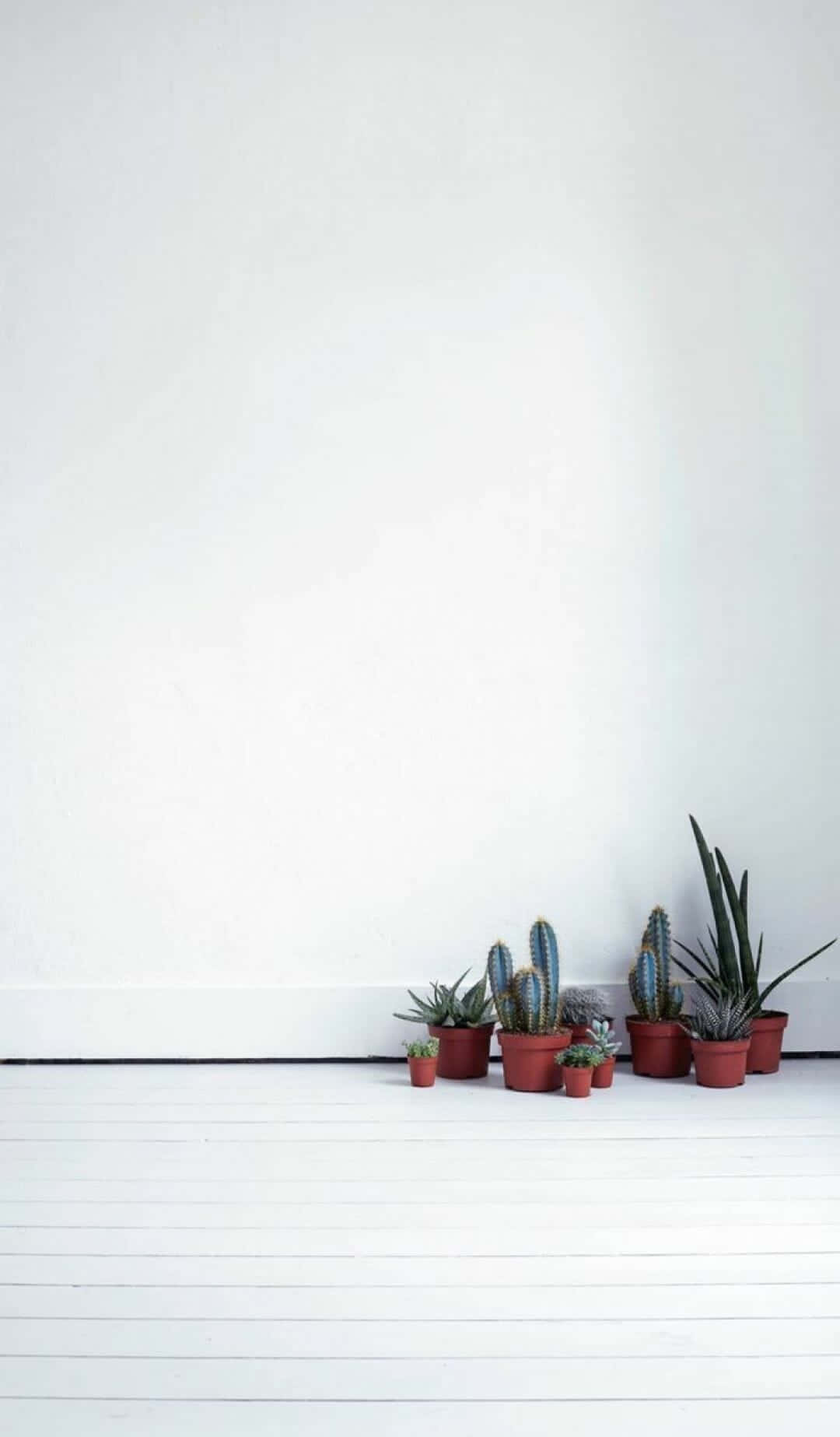 Cactus Plants On A White Floor Background